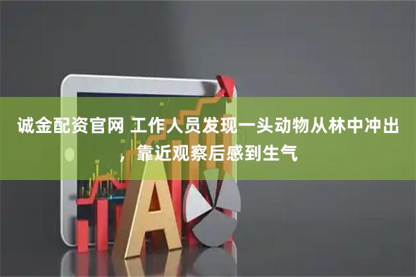 诚金配资官网 工作人员发现一头动物从林中冲出，靠近观察后感到生气